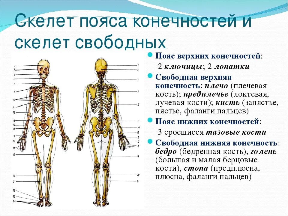 Пояс верхних конечностей фото Скелет человека (скелет туловища, скелет верхних и нижних конечностей и скелет г