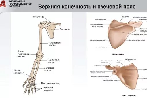 Пояс верхних конечностей фото Пояс верхних конечностей человека: найдено 84 изображений