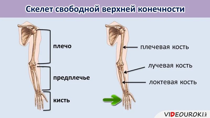 Пояс верхних конечностей фото Кости верхних конечностей скелет свободной: найдено 62 изображений