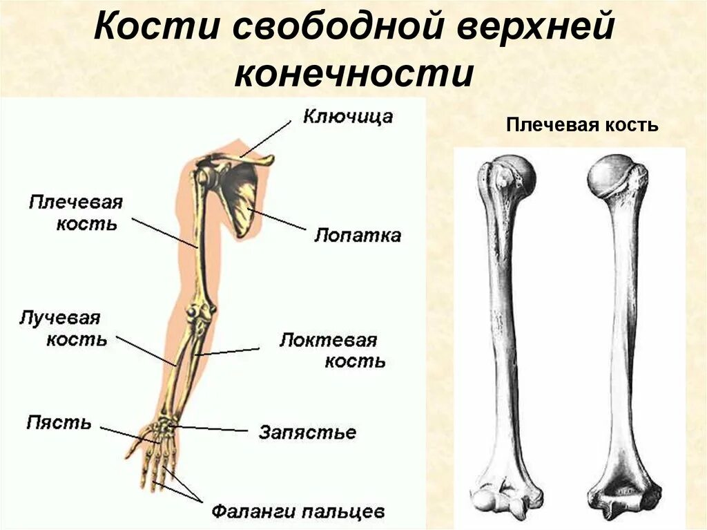 Пояс верхних конечностей фото Кость образующая верхнюю конечность: найдено 69 изображений