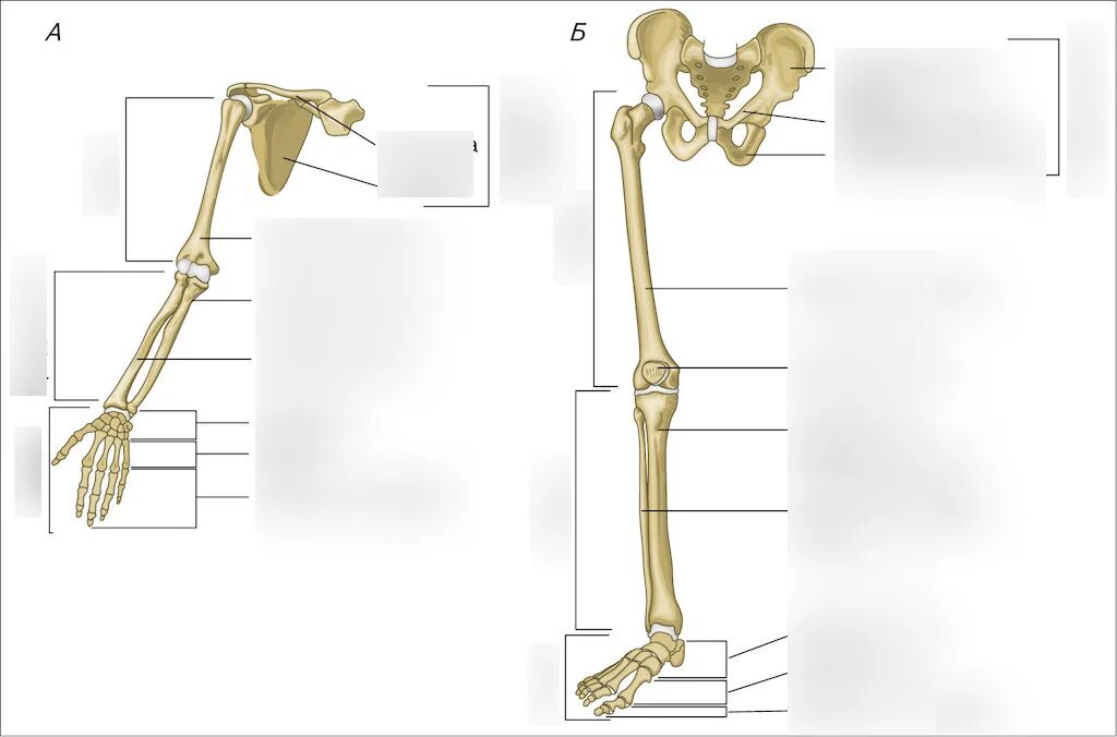 Пояс верхних конечностей фото Диаграмма: скелет конечностей Quizlet