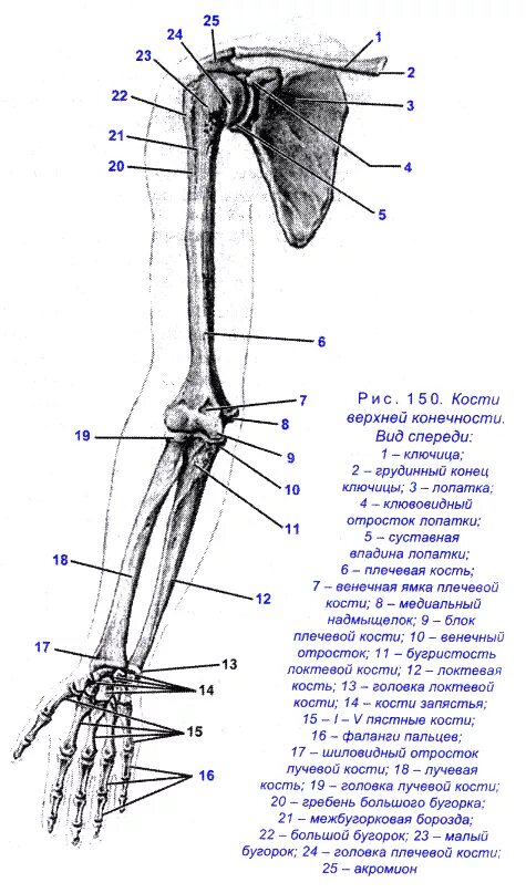 Пояс верхних конечностей фото рис. 150 Кости верхней конечности человека