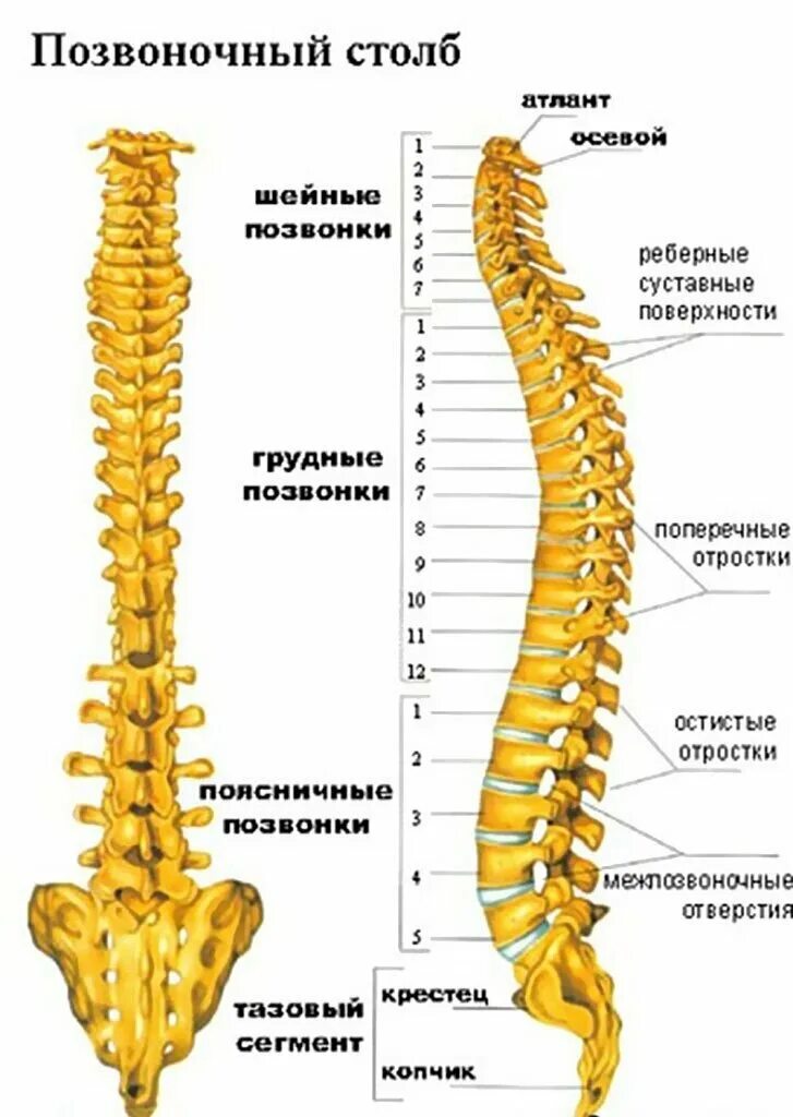 Пояснично грудной отдел позвоночника фото Позвоночное древо Атлет из Шоушенка Дзен