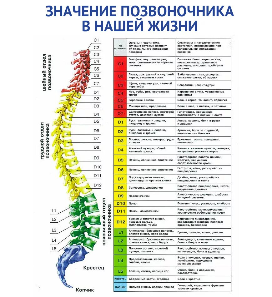 Пояснично грудной отдел позвоночника фото Свинг-машина Healthy Spine GESS-080. Купить в Москве и области. Доставка по всей