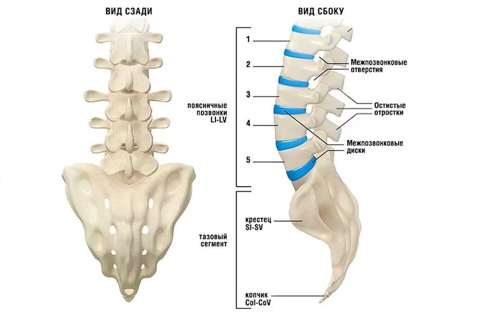 Пояснично крестцовый отдел фото Сколько позвонков имеет шейный отдел позвоночника. Строение позвоночника: скольк