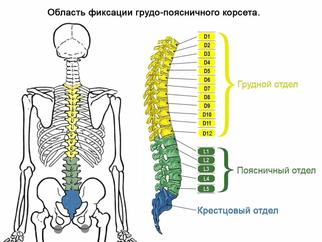 Пояснично крестцовый отдел фото Спина крестцовый отдел: найдено 90 картинок