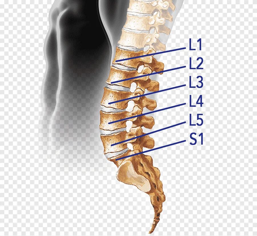 Пояснично крестцовый отдел фото Vertebral kolon Spinal disk herniasyonu Intervertebral disk Lomber vertebra Omur