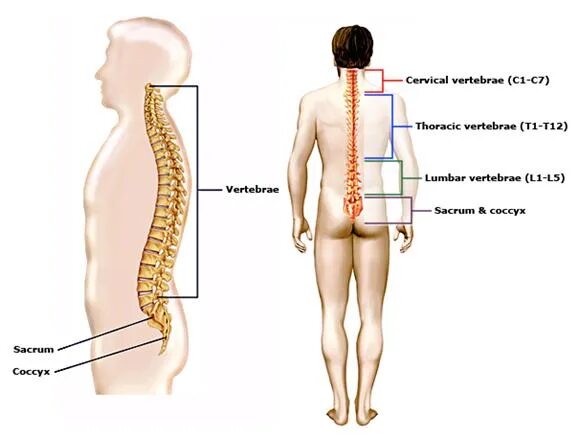 Пояснично крестцовый отдел фото на человеке блокада Массаж.ру