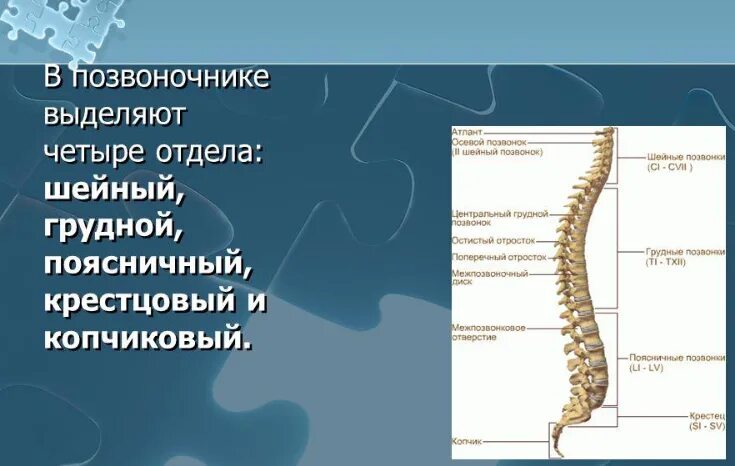 Пояснично крестцовый отдел позвоночника строение фото Строение позвоночника: поясничный отдел, подробная информация