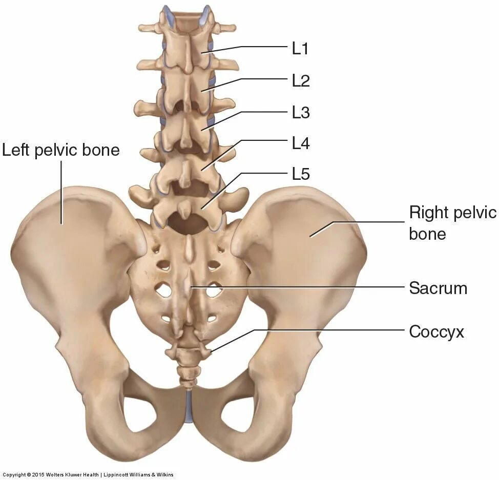 Пояснично крестцовый отдел позвоночника строение фото Bones of the Lumbar Spine and Pelvis Pelvis anatomy, Pelvis, Pelvic bone