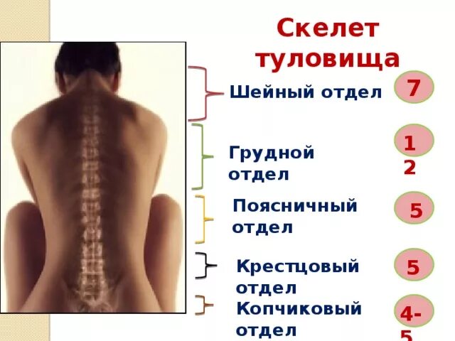 Пояснично крестцовый отдел позвоночника строение фото презентация к уроку "Скелет человека"