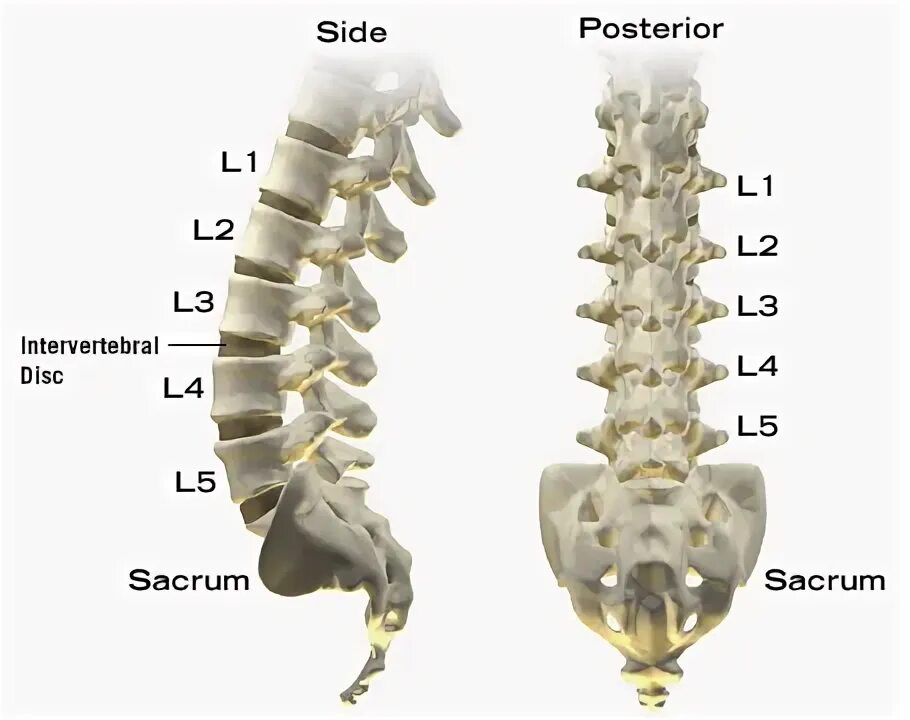 Поясничный отдел человека фото lumbar spine l1 l4 Shop The Best Discounts Online - OFF 57