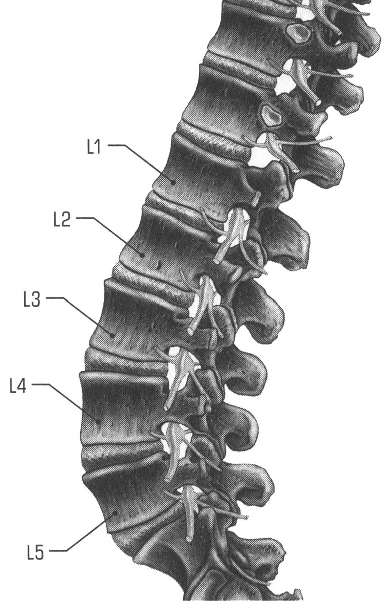 Поясничный отдел позвоночника фото 1.6 Поясничный отдел позвоночника