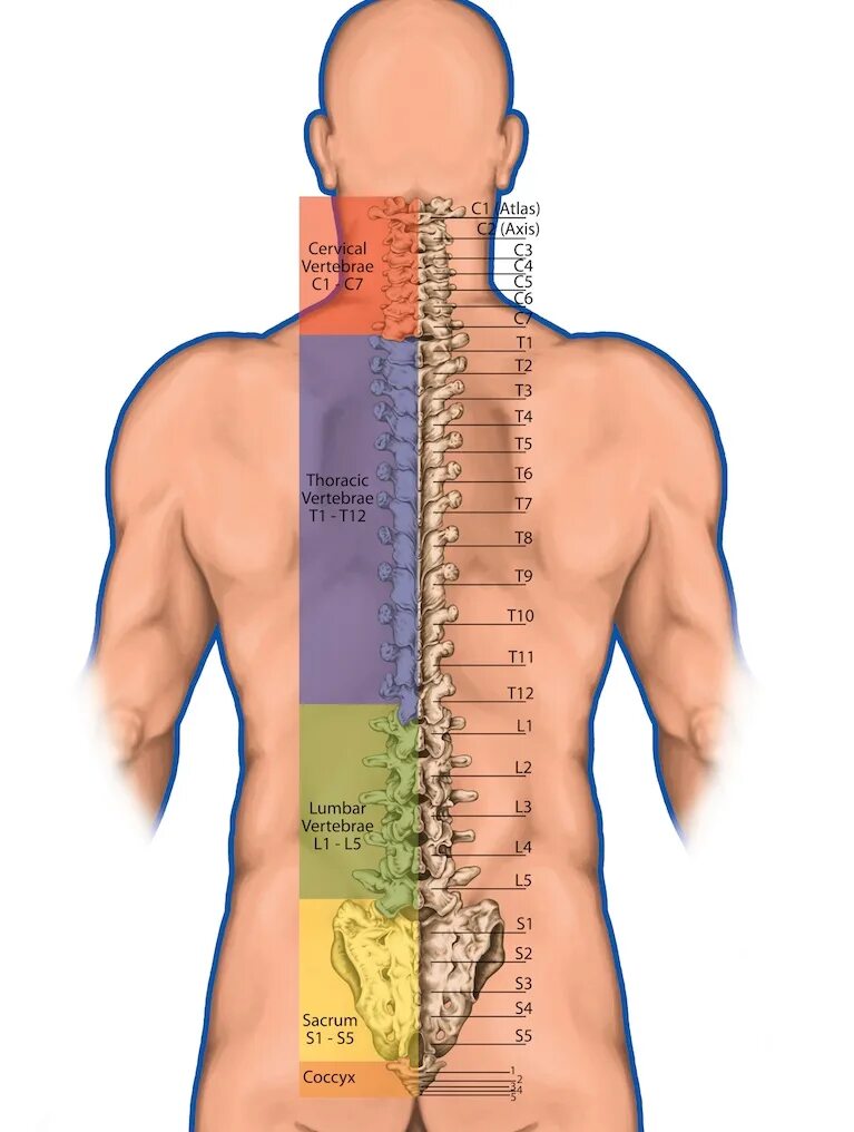 Поясничный отдел позвоночника фото на человеке Тело l 1