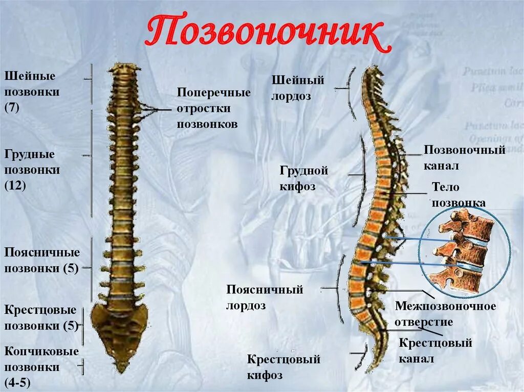 Поясничный отдел позвоночника фото с номерами позвонков Ориентиры позвонков