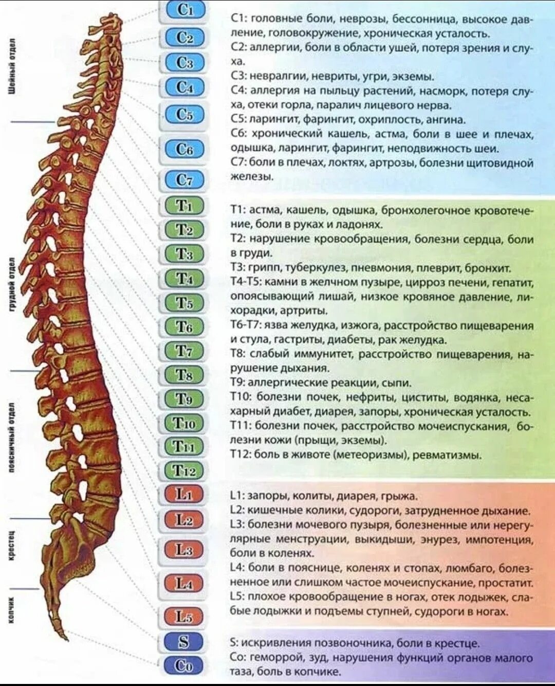 Поясничный отдел позвоночника фото с номерами позвонков Pin on Надо купить Spine health, Body health, Alternative medicine