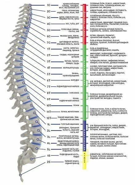 Поясничный отдел позвоночника фото с номерами позвонков Anatomy and Physiology of the Spine: A Complete Guide