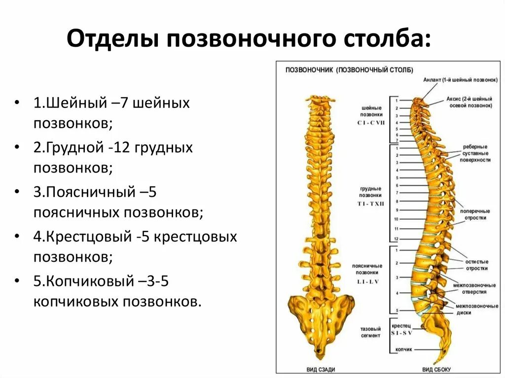 Поясничный отдел позвоночника строение фото Название позвонков позвоночника человека