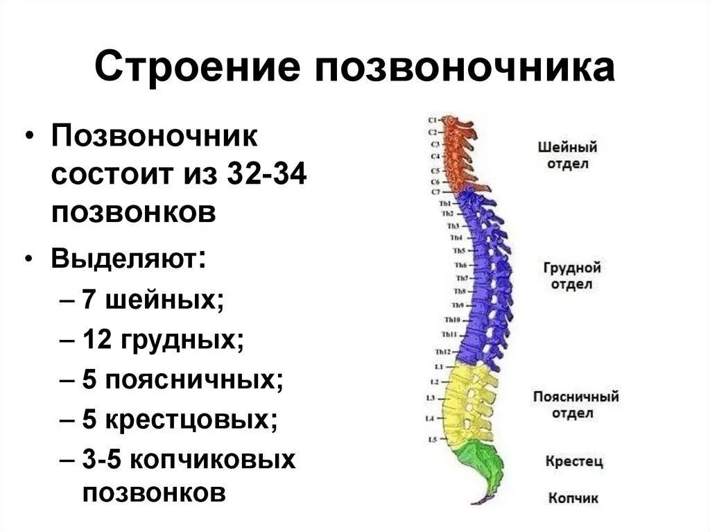 Поясничный отдел позвоночника строение фото Основные отделы позвоночника птицы