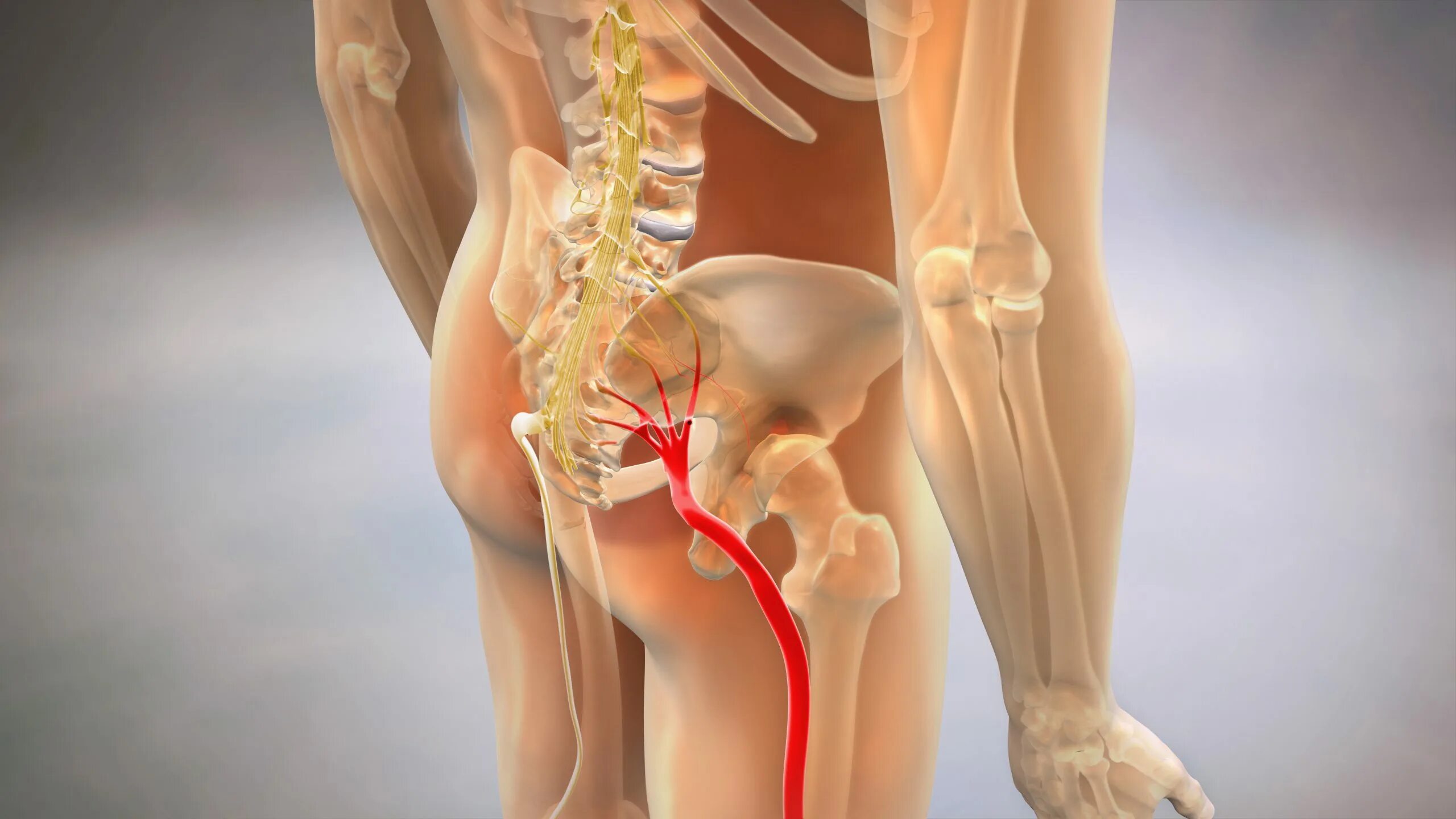 Поясничный отдел женщин фото Can Sciatica Pain Be Only In Hip Hotsell bellady.by