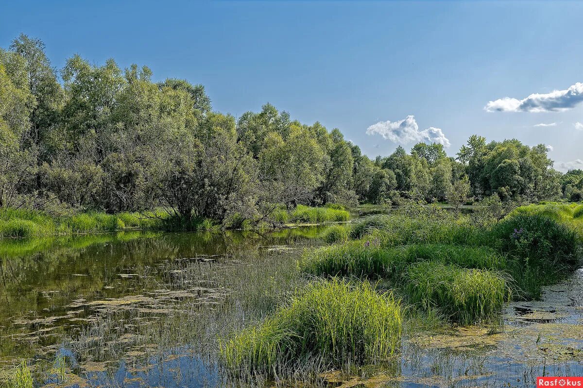 Пойма реки фото Фото: Пойма реки Обь. Школьный фотограф Дмитрий Конев. Пейзаж. Фотосайт Расфокус