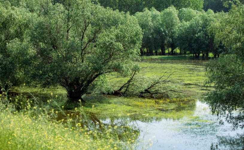 Пойма реки фото Пойма реки что это такое, определение, примеры, описание