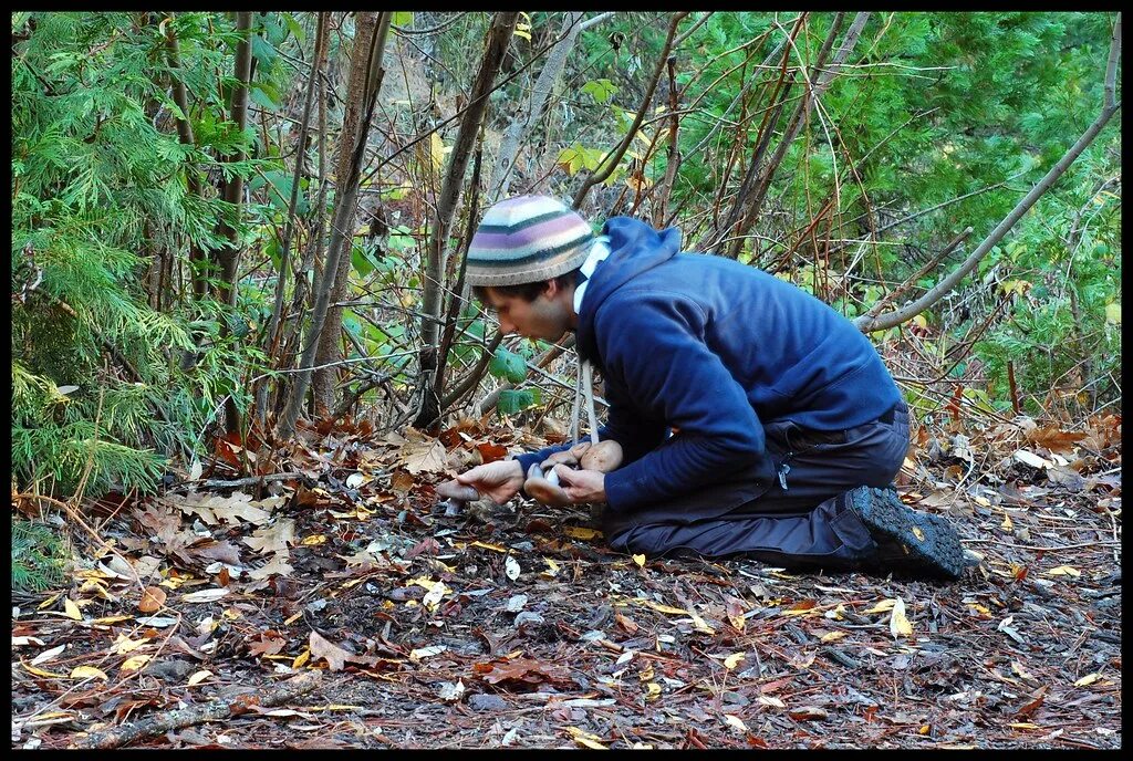 Поймали в лесу фото Wood Blewits - Me gathering Blewits from my patch. The p. Flickr