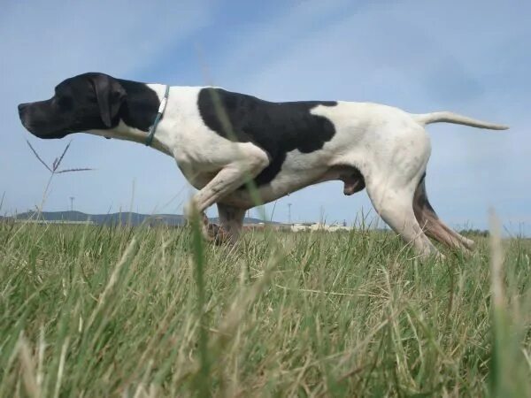 Пойнтер собака фото Hunting with the English Pointer English pointer dog, Dog breeds, German shortha