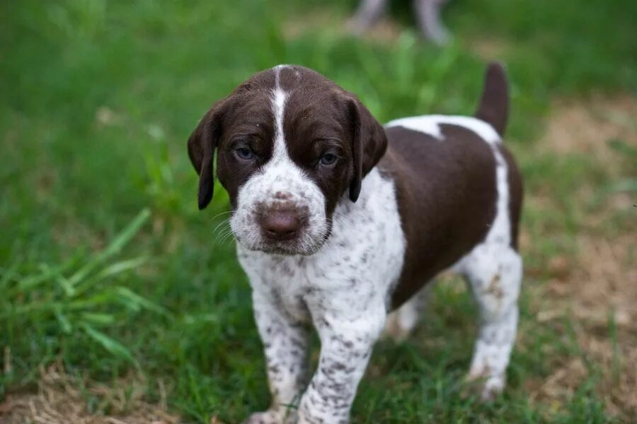 Пойнтер собака фото цена щенки German Shorthair Pointer Puppy. Pointer puppies, German pointer puppy, German sh