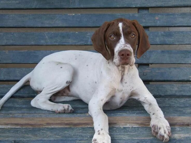 Пойнтер собака фото цена щенки English #Pointer #Puppy #Dog #pointerpups English pointer dog, Pointer puppies, 