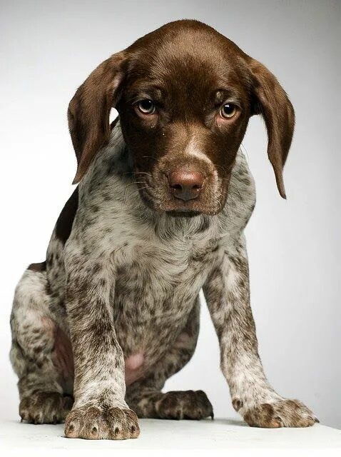 Пойнтер собака фото цена щенки How much does a German Shorthaired Pointer Cost? Click the picture to read Point