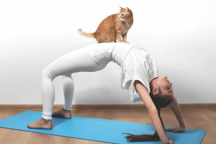 Поза кошки фото 7 Brilliants Ways to Use Crystals For Cats Cat yoga, Cat pose yoga, Cats