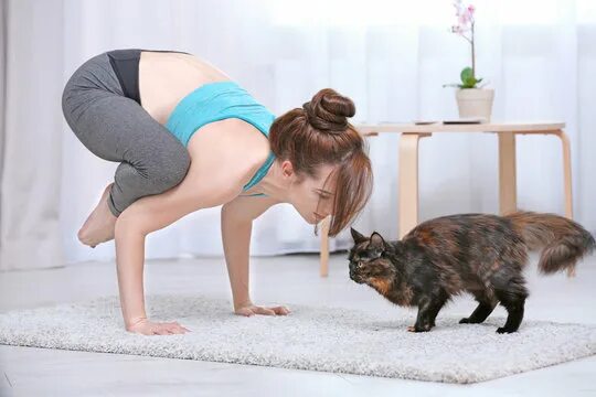 Поза кошки фото Cat Workout Images - Browse 12,264 Stock Photos, Vectors, and Video Adobe Stock