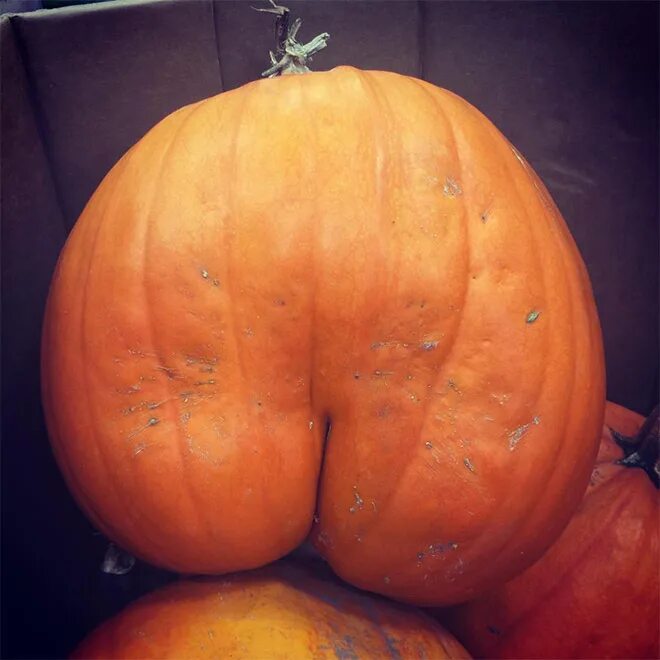 Поза пикантная тыква фото World’s Greatest Gallery of Pumpkins That Look Like Butts