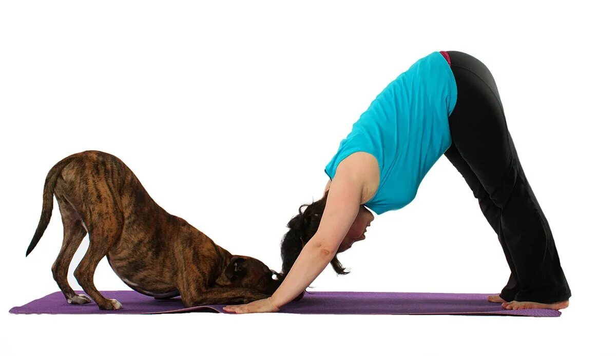 Поза собака мордой фото Файл:Downward Dog Pose (Doga).jpg - Википедия