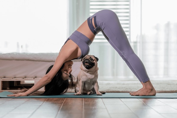 Поза собаки фото Down dog yoga pose: изображения без лицензионных платежей, стоковые фотографии, 