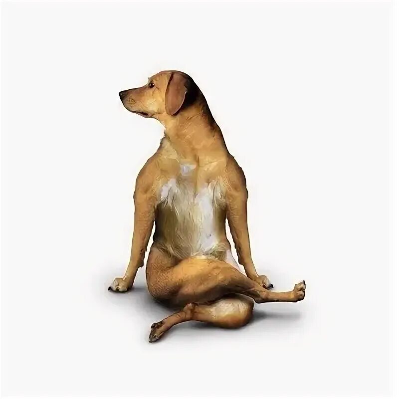 Поза собаки фото @bynina Dog doing yoga, Dog yoga, Animal yoga