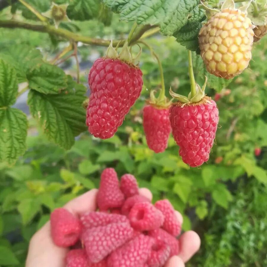 Поздние сорта малины фото и описание Малина Лячка