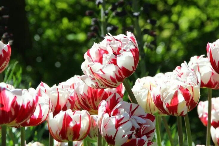 Поздние сорта тюльпанов фото Tulip 'Carnaval De Nice' from Farmer Gracy Rose garden design, Bulb flowers, Ann