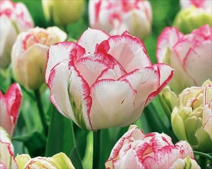 Поздние сорта тюльпанов фото Pin by Garden Art 1000 on Tulips Garden Fall plants, Planting bulbs