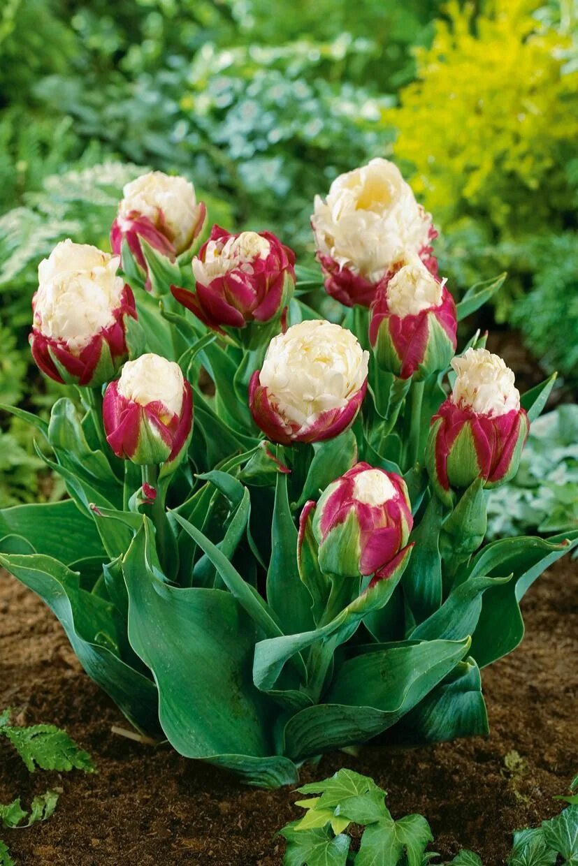 Поздние сорта тюльпанов фото Tulipe double tardive Ice Cream Bulbe fleur, Tulipe, Bégonia