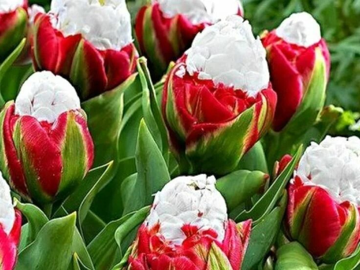 Поздние сорта тюльпанов фото описание Pin on Тюльпаны Bulb flowers, Tulip seeds, Perennial bulbs