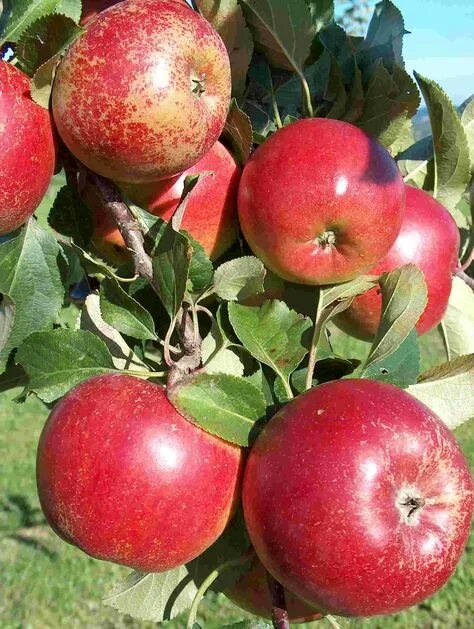 Поздние сорта яблок фото с названием 24 Malus, Apple varieties, сорти яблунь ideas