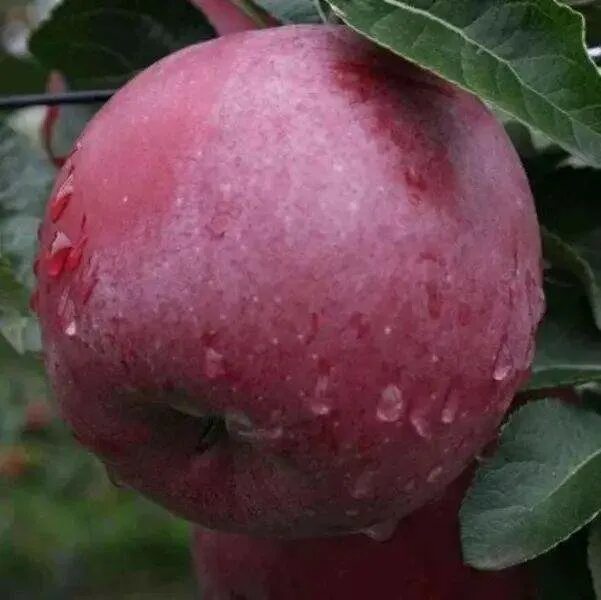 Поздние сорта яблок фото с названием Саженцы яблоня Агродекор Спартан AGRO1684 1 шт. - купить в Москве, цены на Мегам