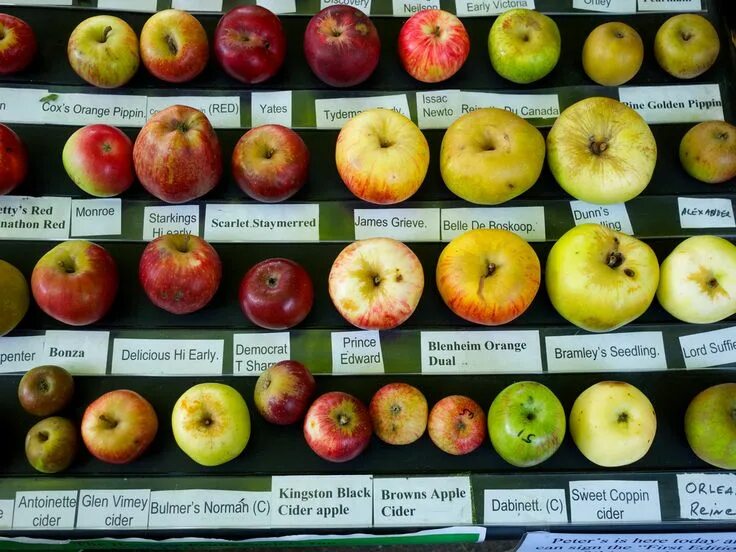 Поздние сорта яблок фото с названием photo of different apple varieties Apple varieties, Bramley, Apple