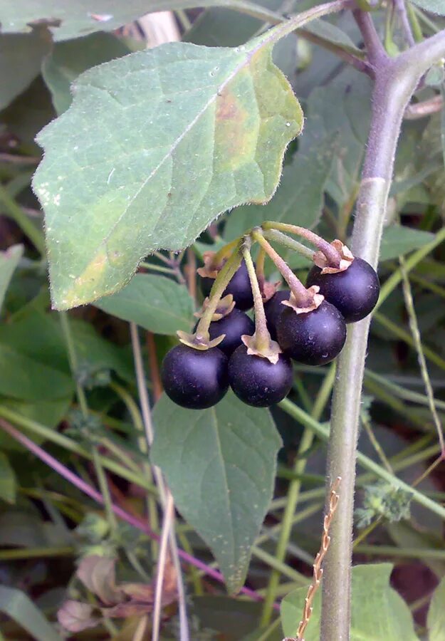 Поздника ягода википедия фото Solanum nigrum - Image of an specimen - Plantarium