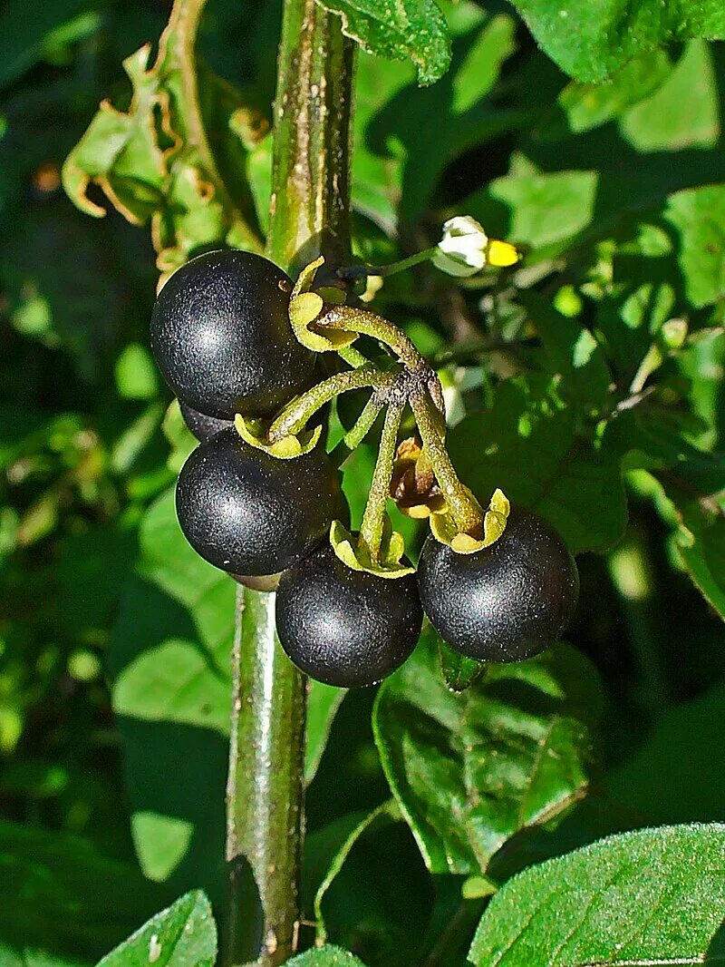 Поздника ягода википедия фото Файл:Solanum nigrum 002.JPG - Вікіпедія