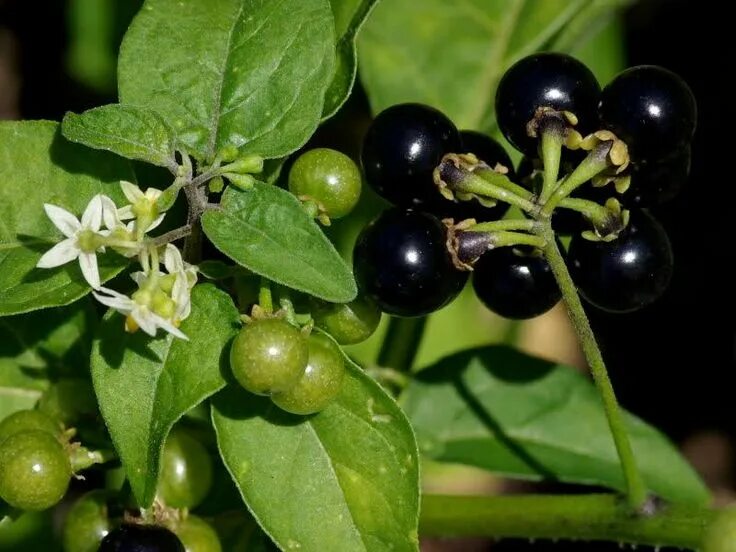 Поздника ягода википедия фото American Black Nightshade Poisonous plants, Plants, Wild edibles