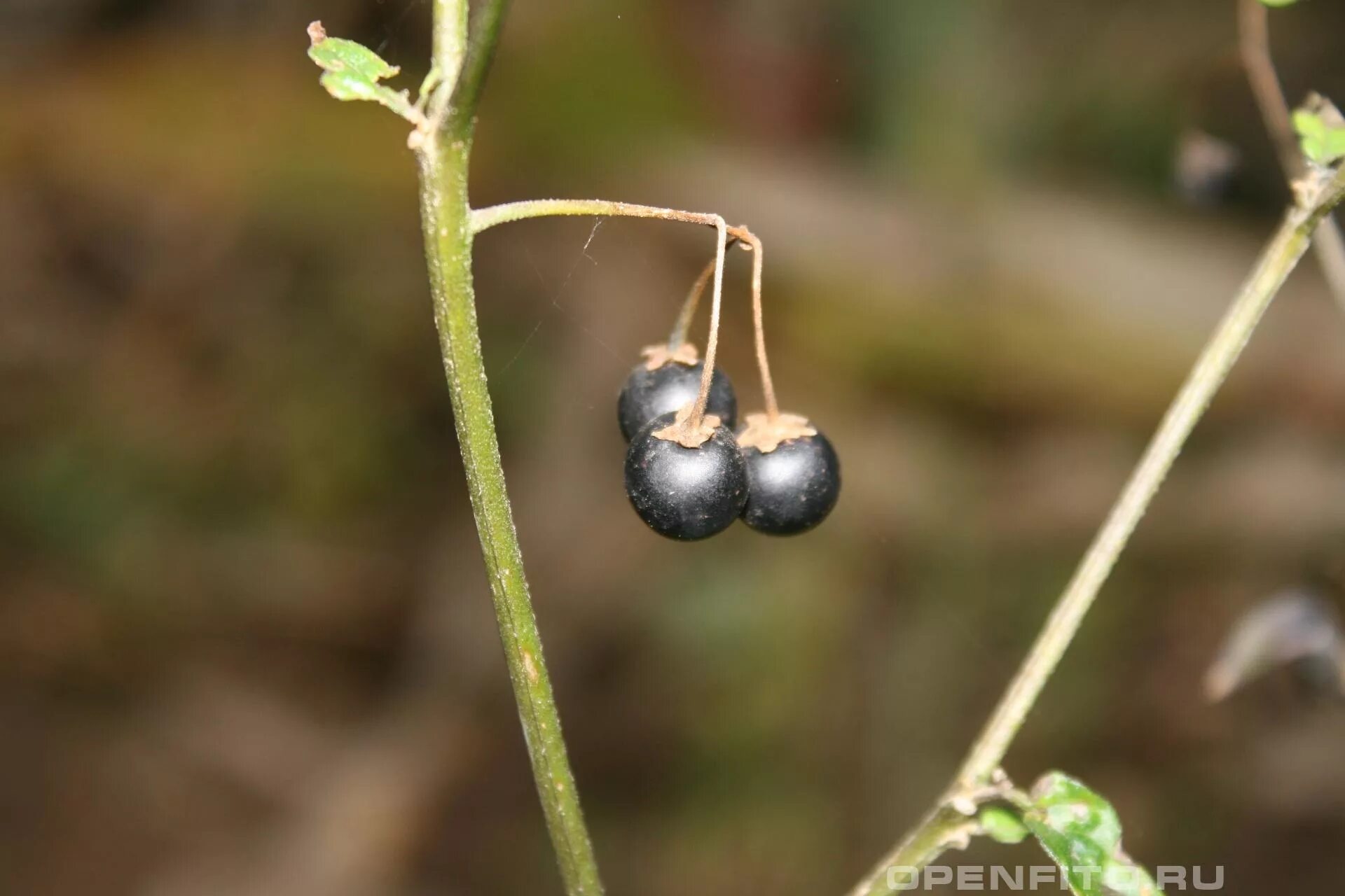 Black nightshade is not poisonous to humans: it has edible leaves and ripe berri