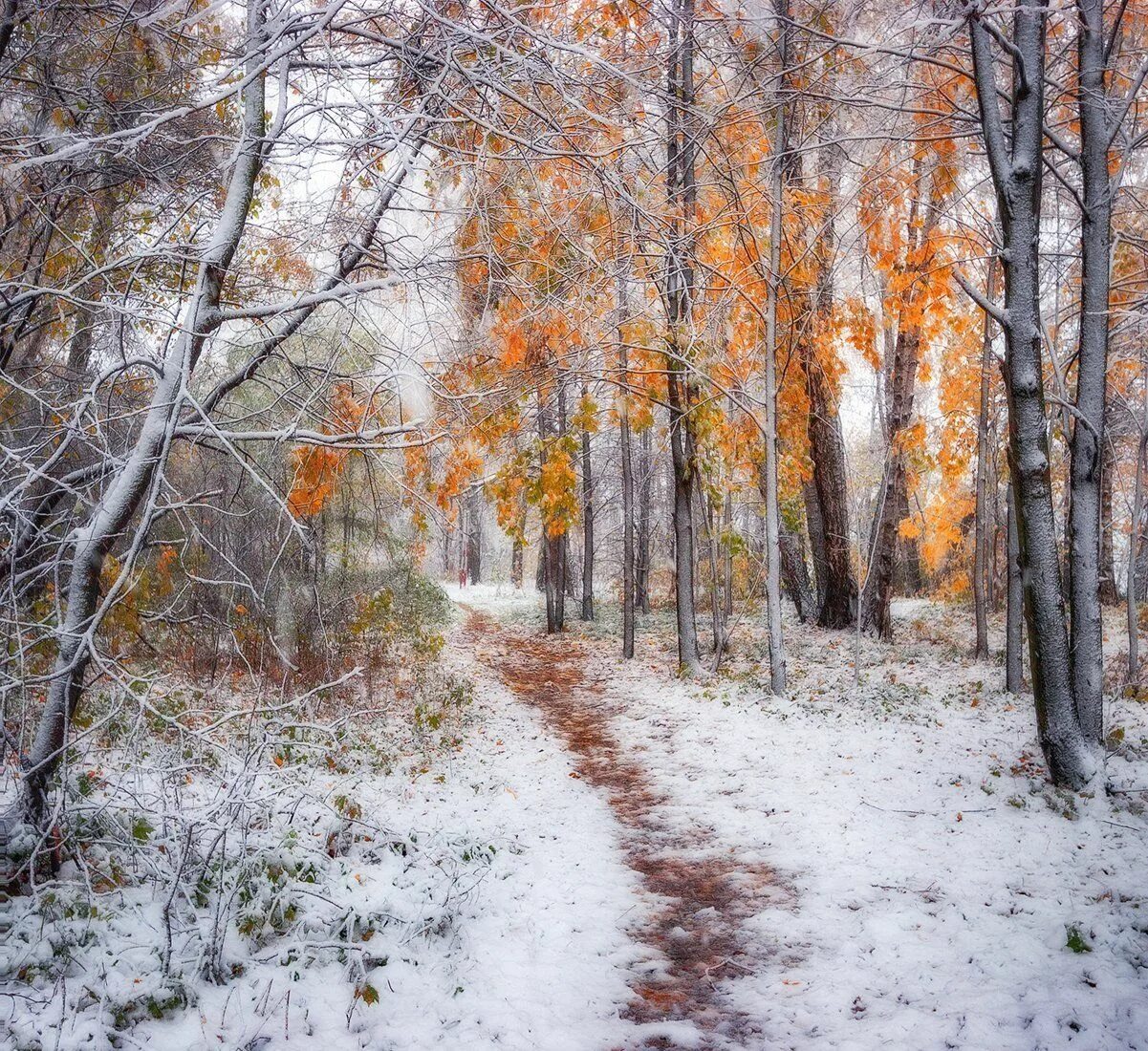 Поздняя осень фото красивые Подмосковье. Photographer Vladimir Lipetskikh